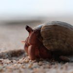 How to care for the hermit crab you won at the fair hermit crab