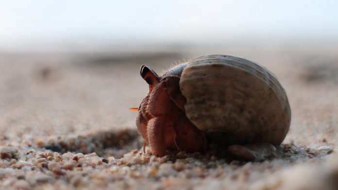 hermit crab hermit crab