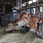 Is A2 milk the future of dairy? jersey dairy cows eating