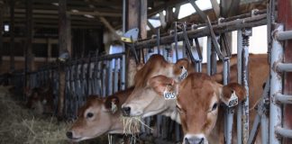 jersey dairy cows eating