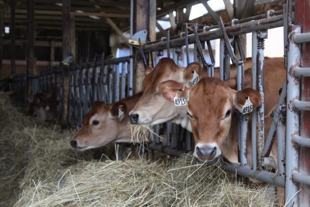 jersey dairy cows eating