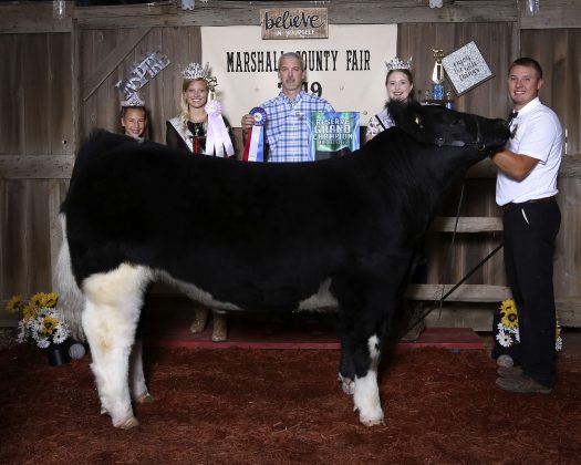 Marshall County Fair reserve champion steer