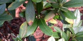 Sudden oak death confirmed in Ohio