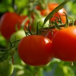 How to recognize and remedy tomato diseases tomatoes