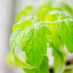 Excess rainfall impacting tomato plants tomato plants