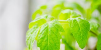 Excess rainfall impacting tomato plants tomato plants