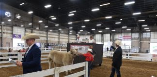 Dean’s first charity steer show raises over $146,000 OSU Celebrity Steer Show