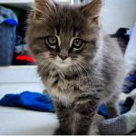 The life of Kai Kym Seabolt's kitten Kai