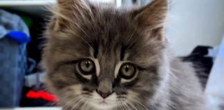 The life of Kai Kym Seabolt's kitten Kai