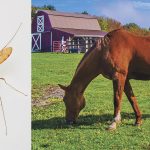 Eastern equine encephalitis