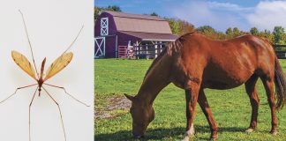 Eastern equine encephalitis