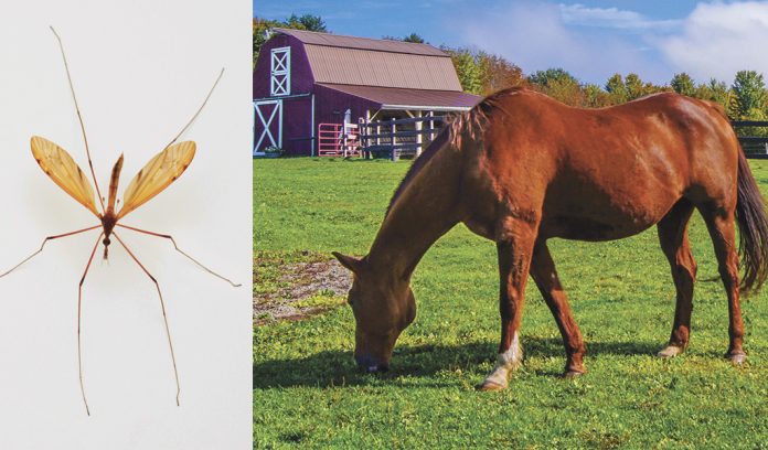 Eastern equine encephalitis