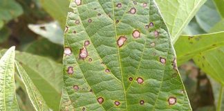 Frogeye leaf spot: should I spray?