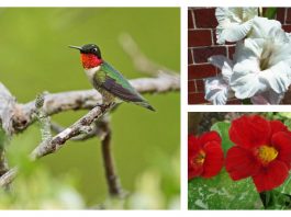 ruby-throated hummingbird and flowers