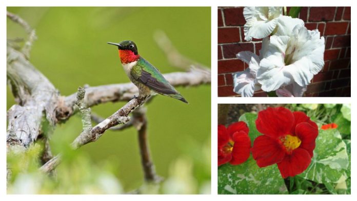 ruby-throated hummingbird and flowers