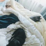 It’s a dog’s world — and we love it Kym Seabolt's dogs and cat snuggled in bed