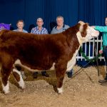 2019 Lawrence County Fair sale totals $234,330.69 Lawrence County Fair Grand Champion Steer
