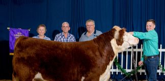 Lawrence County Fair Grand Champion Steer