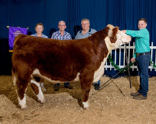 Lawrence County Fair Grand Champion Steer