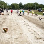 Canfield Fair welcomes dogs with its first wiener dog races canfield fair