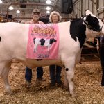 Innovating out of a problem: Carroll County Fair tries hybrid auction 2019 Carroll County Fair Sale Reserve Champion Dairy Market Steer