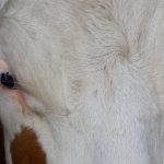It’s pinkeye season again for cattle cow eye