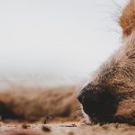 Should we let sleeping dogs lie? sleeping dog