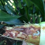 Watch for molds, corn earworm earworm