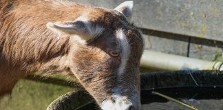 goat drinking water