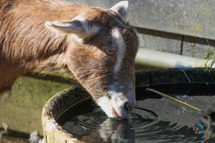 goat drinking water goat drinking water