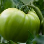 How to harvest, ripen and cook green tomatoes green tomato