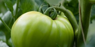 How to harvest, ripen and cook green tomatoes green tomato