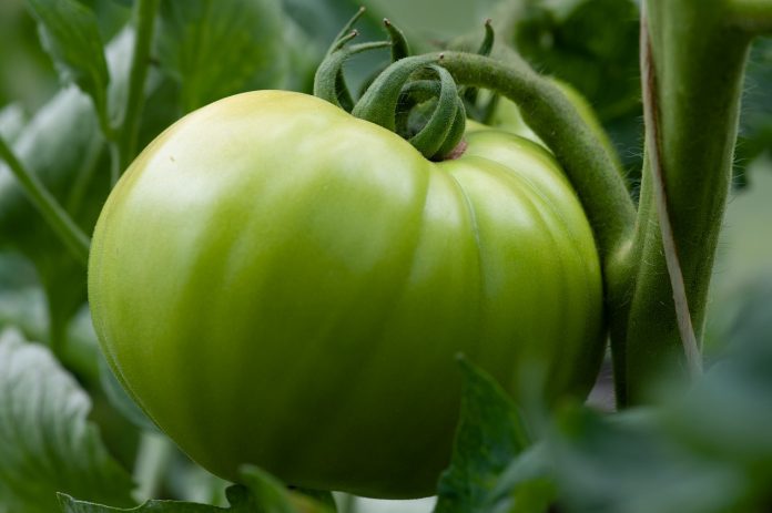 green tomato