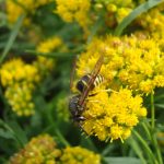 How to avoid getting stung by bees, wasps and hornets hornet