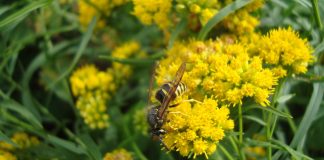 How to avoid getting stung by bees, wasps and hornets hornet