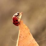 Beetlemania: An inordinate fondness for beetles ladybug