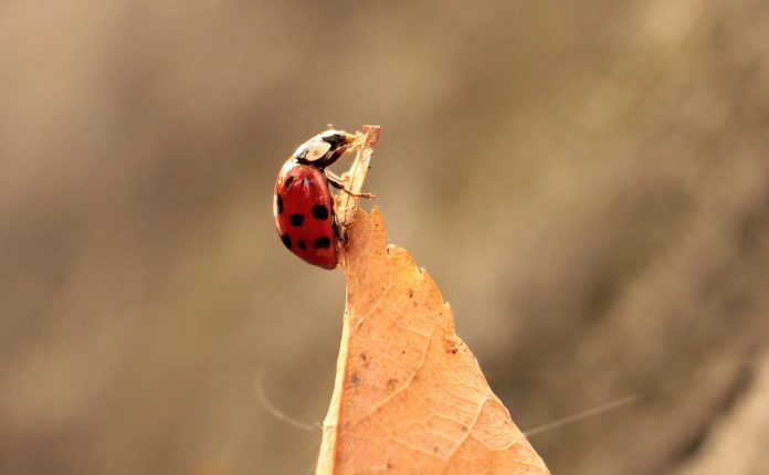 ladybug ladybug