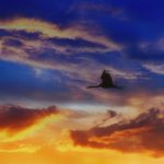 Fleeing winter: A peek into fall bird migration migratory birds