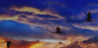 Fleeing winter: A peek into fall bird migration migratory birds