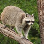 A long harvest and hunting season raccoon