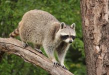 A long harvest and hunting season raccoon