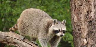 Oral rabies vaccine tested in Ohio, West Virginia raccoon