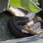 Snakes make pretty good neighbors Garter snake
