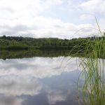 Now’s a good time for pond maintenance Snowy Oak Tree Farm