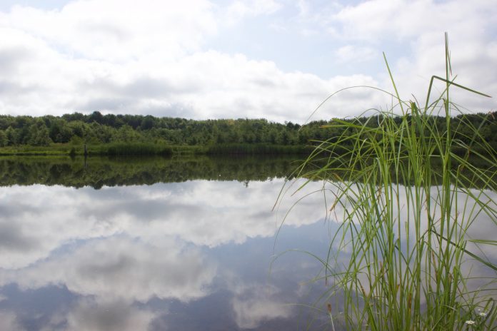 Snowy Oak Tree Farm Snowy Oak Tree Farm