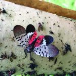 adult spotted lanternfly with wings open