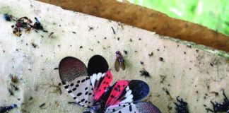 adult spotted lanternfly with wings open