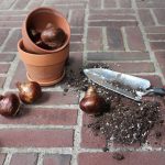 Keep planting the seeds of hope bulbs