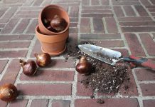 Keep planting the seeds of hope bulbs