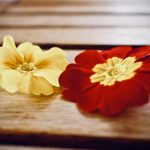 Down the primrose path primrose